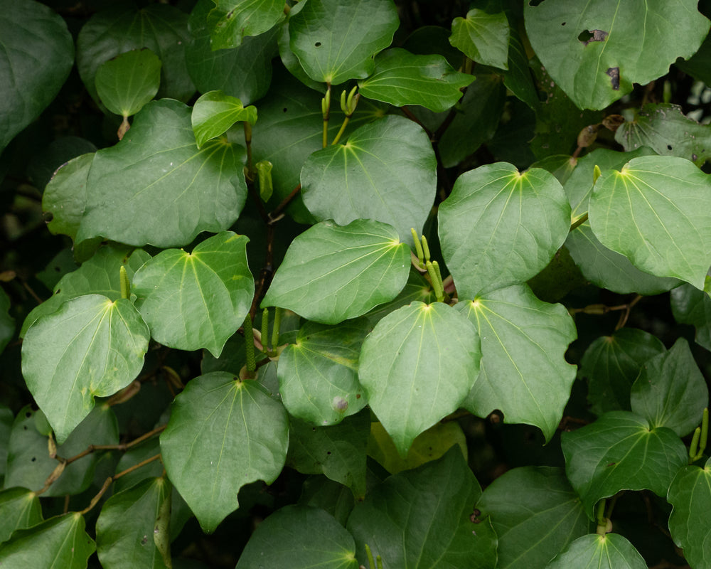 What is Rongoā – Whakapakari Ora Wahine Wellness